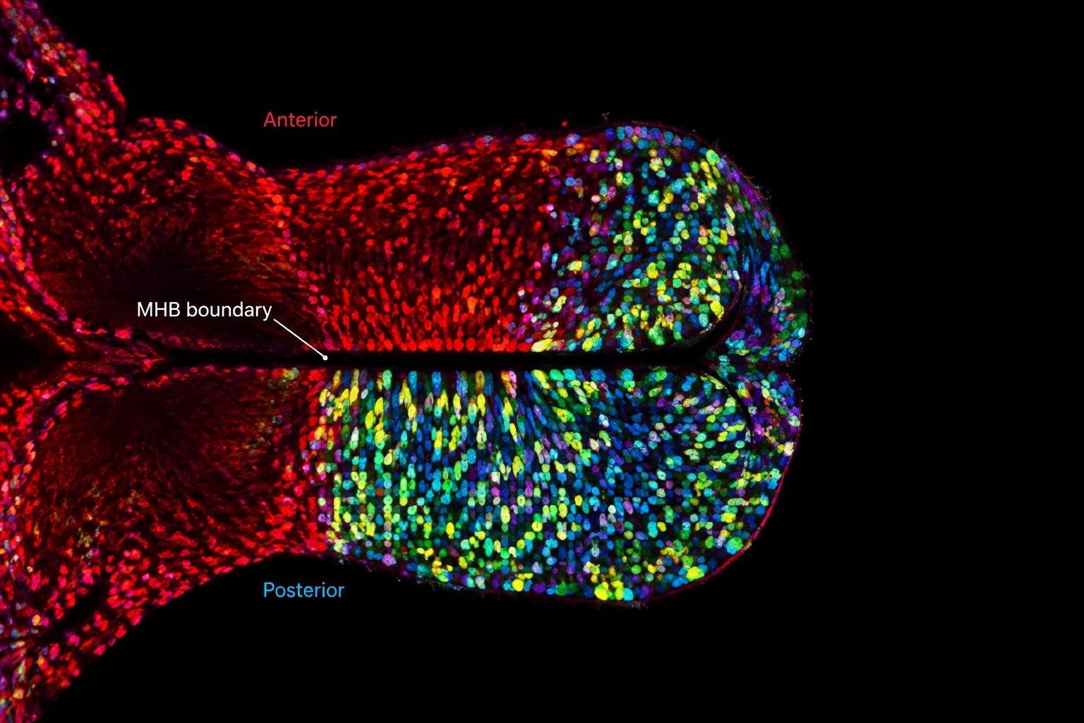 Stanford 团队 Nature Neuroscience 发文:494个克隆推翻单胚层预设,人脑实为复合器官