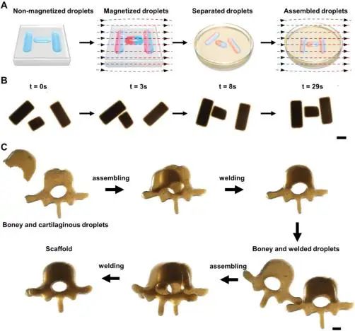 开发一种基于磁控结构化液滴的生物组装技术 (https://ic.work/) 医疗电子 第2张