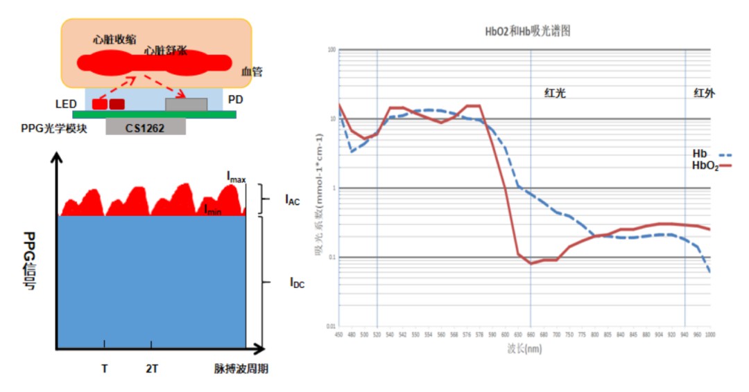 芯海科技CS1262的高性能低功耗穿戴式血氧方案应用 (https://ic.work/) 医疗电子 第2张