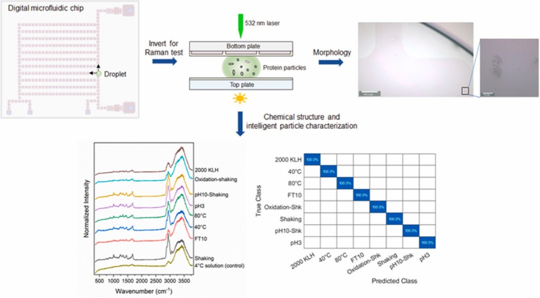 微流控+拉曼光谱+机器学习实现蛋白质颗粒的智能鉴定 (https://ic.work/) 医疗电子 第1张