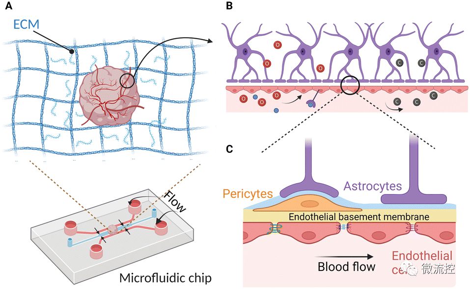 如何通过微流控技术进一步改善人脑类器官血管化 (https://ic.work/) 医疗电子 第2张