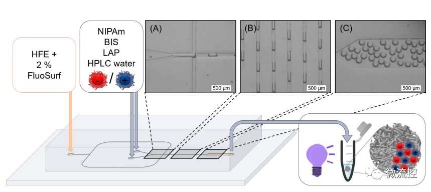 如何利用液滴微流控技术制造聚两性电解质纳米微凝胶？ (https://ic.work/) 医疗电子 第1张