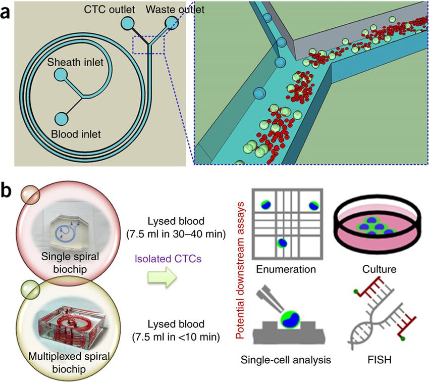 利用微流控芯片高通量收集血液中的循环肿瘤细胞检测癌症 (https://ic.work/) 医疗电子 第3张
