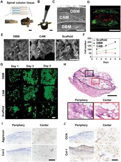 开发一种基于磁控结构化液滴的生物组装技术 (https://ic.work/) 医疗电子 第3张