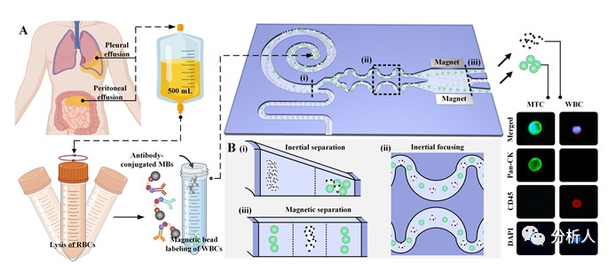 利用惯性-磁微流控技术实现恶性肿瘤细胞的快速、高纯度分离 (https://ic.work/) 医疗电子 第1张