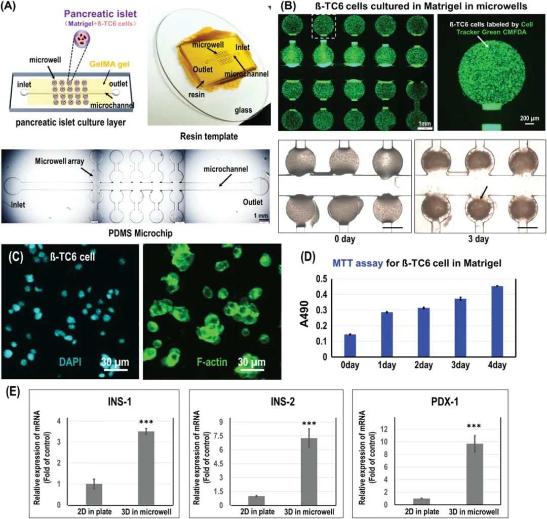 一种基于微纤维组装的内分泌胰腺芯片 (https://ic.work/) 医疗电子 第4张