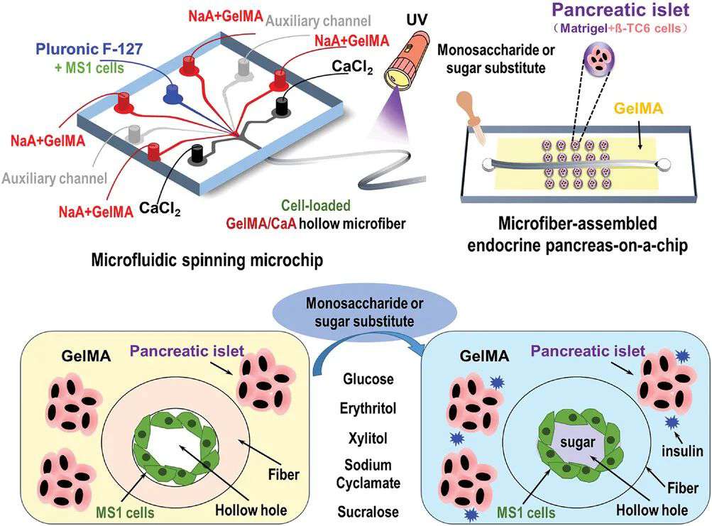 一种基于微纤维组装的内分泌胰腺芯片 (https://ic.work/) 医疗电子 第1张
