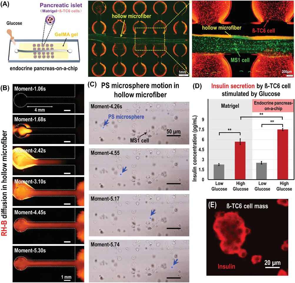 一种基于微纤维组装的内分泌胰腺芯片 (https://ic.work/) 医疗电子 第5张