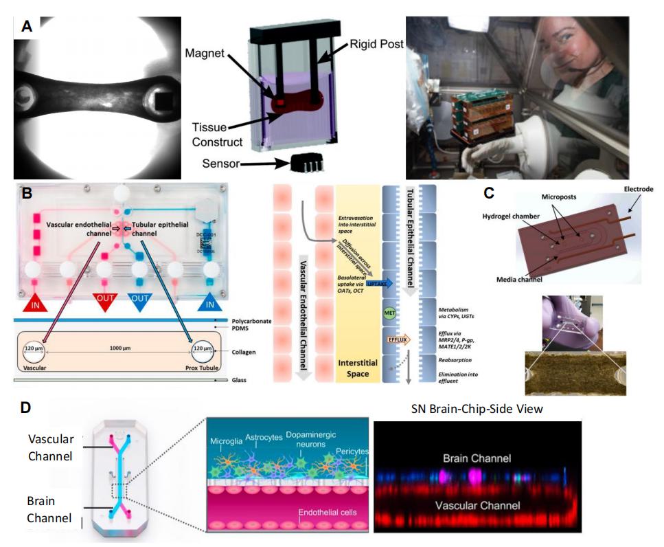 微重力下3D组织结构的生物制造及其在人体病理生理研究中的应用 (https://ic.work/) 医疗电子 第6张