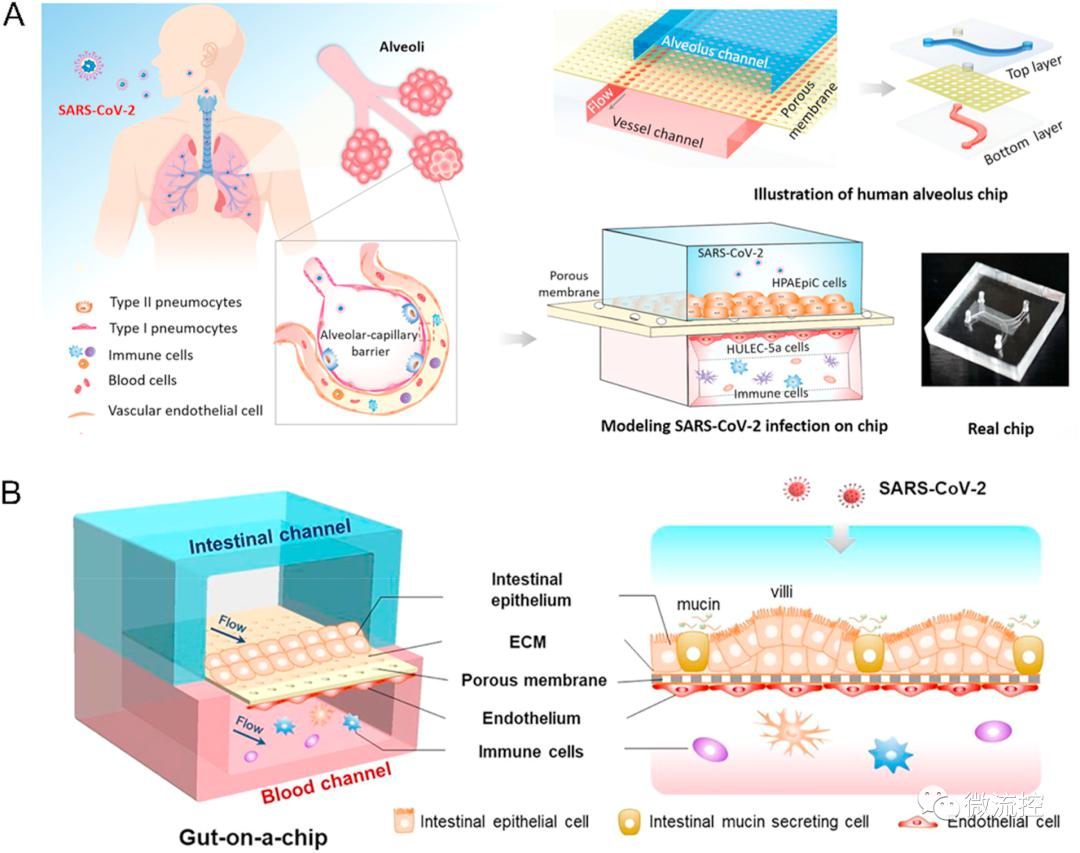 微流控技术在新冠肺炎诊断和药物研发中的应用 (https://ic.work/) 医疗电子 第5张