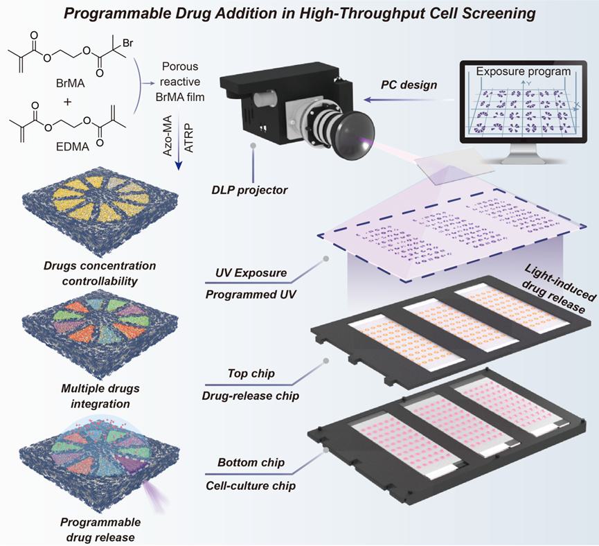 如何利用微图案化芯片实现高通量细胞筛选中程序化药物添加 (https://ic.work/) 医疗电子 第1张