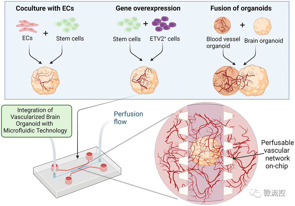 如何通过微流控技术进一步改善人脑类器官血管化 (https://ic.work/) 医疗电子 第1张