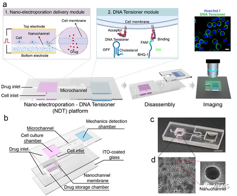 一种纳米电穿孔-DNA张力传感生物芯片 (https://ic.work/) 医疗电子 第1张