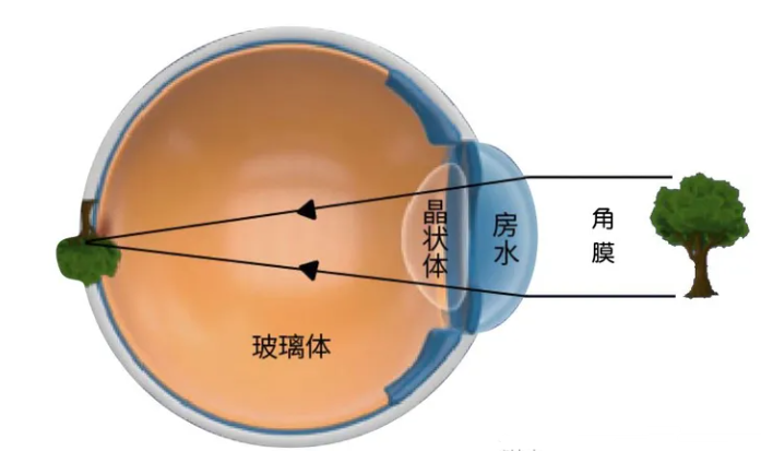 摄像模组组成结构 摄像模组成像的工作原理 (https://ic.work/) 传感器 第1张